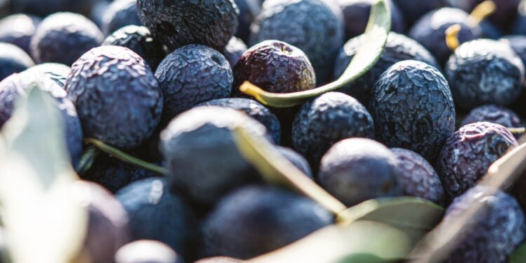 Nyons va célébrer ses olives noires ce week-end