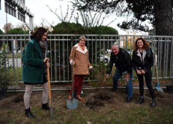 Le Min d’Avignon se végétalise pour s’armer contre le réchauffement climatique