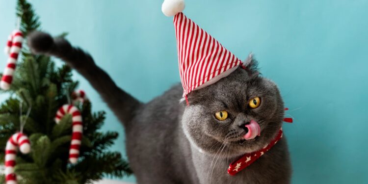 La SPA vauclusienne organise le Noël des animaux