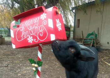 Bienvenue à la ferme : des marchés de Noël organisés dans les fermes du Vaucluse