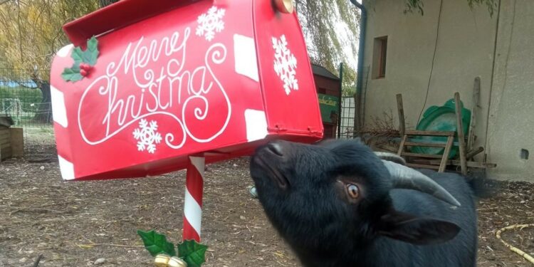 Bienvenue à la ferme : des marchés de Noël organisés dans les fermes du Vaucluse
