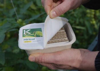 Cavaillon : Koppert lance une solution contre l’aleurode, destructeur de cultures légumières