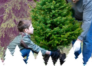 Bollène : adoptez un sapin en manque de foyer