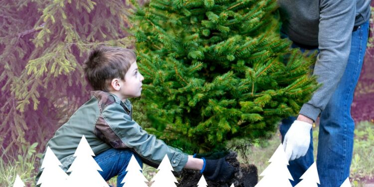 Bollène : adoptez un sapin en manque de foyer