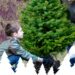 Bollène : adoptez un sapin en manque de foyer