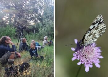 Le Parc régional du Ventoux présente son premier recensement des insectes sur son territoire