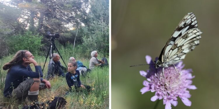 Le Parc régional du Ventoux présente son premier recensement des insectes sur son territoire