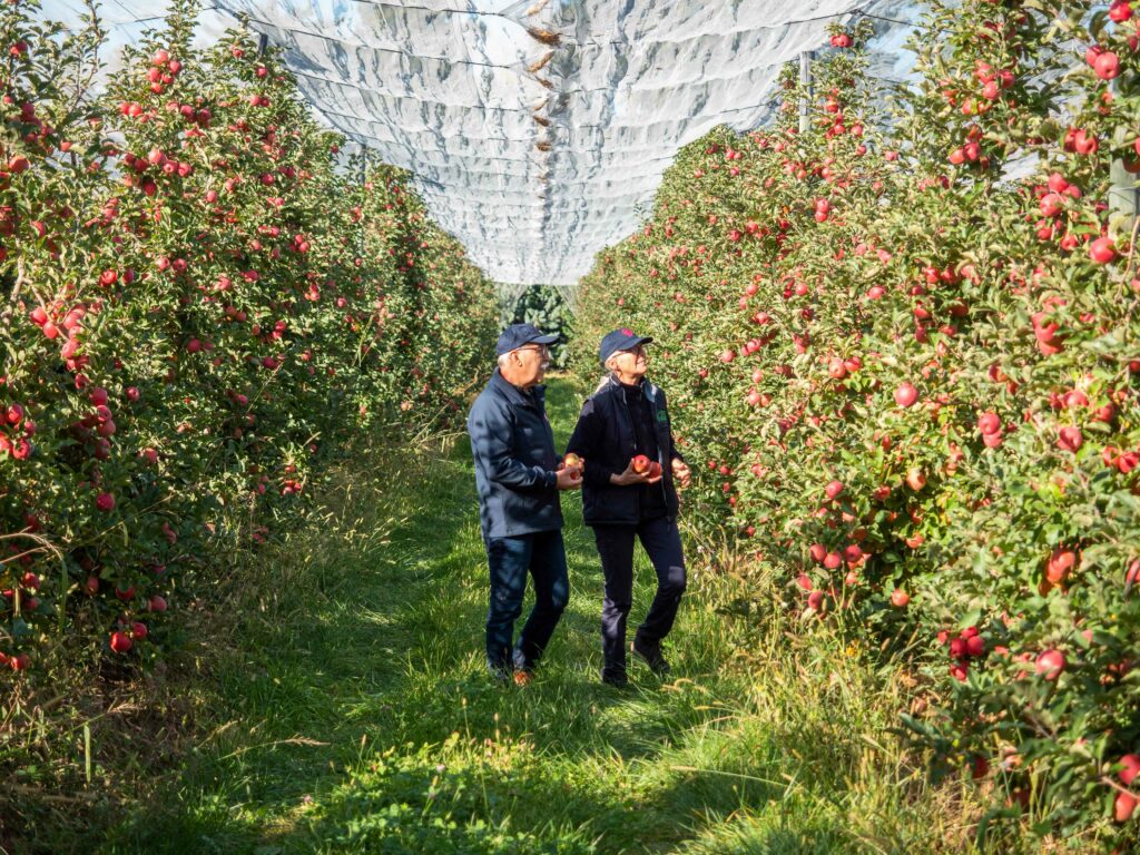 Tout savoir sur la pomme