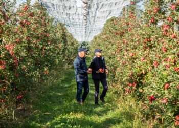 (Vidéo) Pink Lady, tout savoir sur la pomme la première à fleurir et la dernière à être cueillie