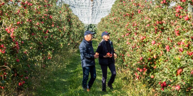 (Vidéo) Pink Lady, tout savoir sur la pomme la première à fleurir et la dernière à être cueillie