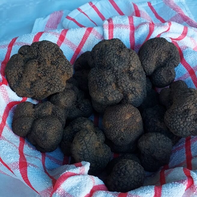 Sel de Camargue à la Truffe (tuber brumale,Vittad 2%) 50 g