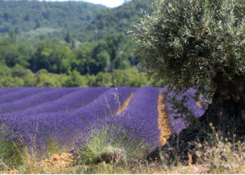 De l’égout au robinet