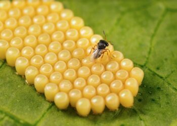 Cavaillon : Koppert gagne un Sival d’Or pour son innovation ‘Nezapar’