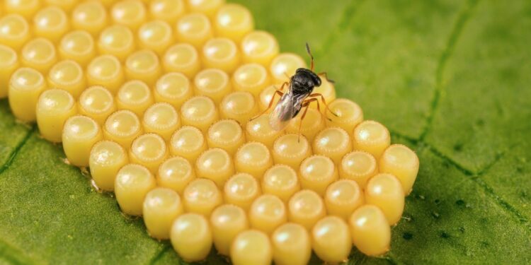 Cavaillon : Koppert gagne un Sival d’Or pour son innovation ‘Nezapar’