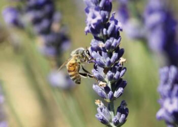 Lune de miel entre le département de Vaucluse et tous ses producteurs pour le 59e Salon de l’agriculture