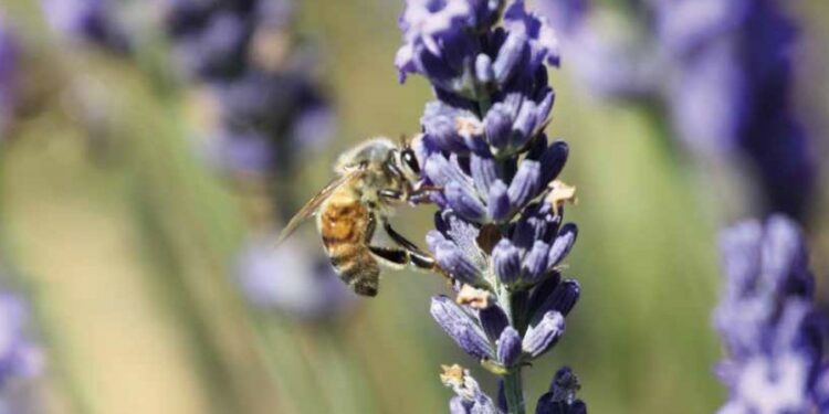 Lune de miel entre le département de Vaucluse et tous ses producteurs pour le 59e Salon de l’agriculture