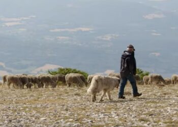 (Vidéo) Parc régionaux du Ventoux et du Luberon : des sentinelles climatiques pour le pastoralisme et la biodiversité
