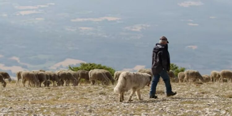 (Vidéo) Parc régionaux du Ventoux et du Luberon : des sentinelles climatiques pour le pastoralisme et la biodiversité