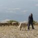 (Vidéo) Parc régionaux du Ventoux et du Luberon : des sentinelles climatiques pour le pastoralisme et la biodiversité