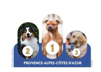 Quels sont les chiens préférés des Provençaux ?