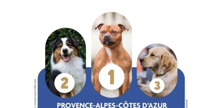 Quels sont les chiens préférés des Provençaux ?