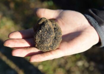 Vaison-la-Romaine accueille la première Fête du Diamant noir du Vaucluse