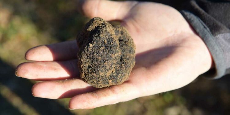 Vaison-la-Romaine accueille la première Fête du Diamant noir du Vaucluse