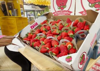 Salon de l’agriculture : les Vauclusiens brillent avec leurs médailles mais stressent après un été torride et un hiver aride