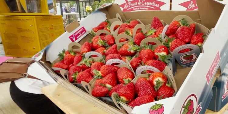 Salon de l’agriculture : les Vauclusiens brillent avec leurs médailles mais stressent après un été torride et un hiver aride