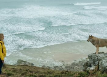 Cinéma : c’est beau la vie avec ‘La Chambre des merveilles’