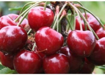 Cerise, la France suspend les importations de cerises traitées au phosmet