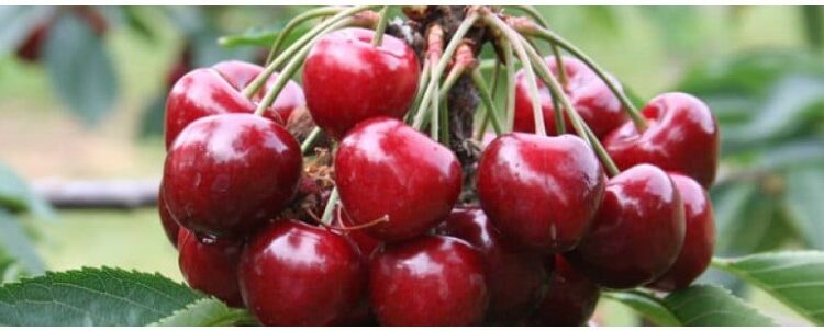 Cerise, la France suspend les importations de cerises traitées au phosmet