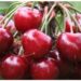 Cerise, la France suspend les importations de cerises traitées au phosmet