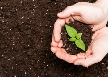 Carpentras : distribution de compost ce vendredi et samedi