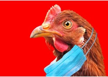 Influenza aviaire à Monteux, levée de zone de contrôle temporaire en Vaucluse