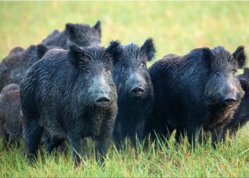 Villeneuve-lès-Avignon, battue de sangliers ce samedi 11 mars de 6h à 11h