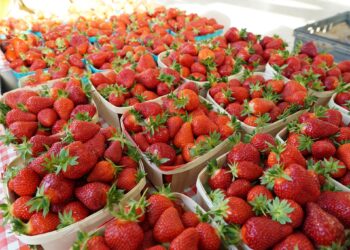 Carpentras fête la fraise