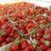 Carpentras fête la fraise