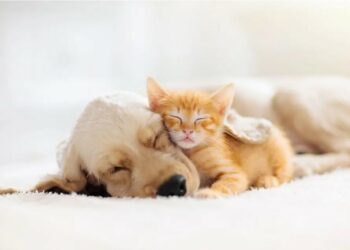 SPA l’Isle-sur-la-Sorgue, Journée portes ouvertes Samedi 15 et dimanche 16 avril