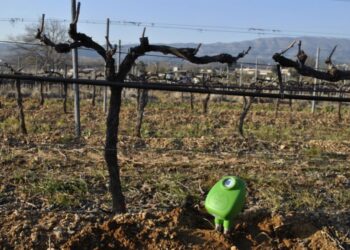 Les sondes de la startup Brad Technology s’installent dans les vignes du Ventoux