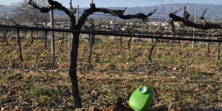 Les sondes de la startup Brad Technology s’installent dans les vignes du Ventoux