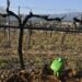 Les sondes de la startup Brad Technology s’installent dans les vignes du Ventoux