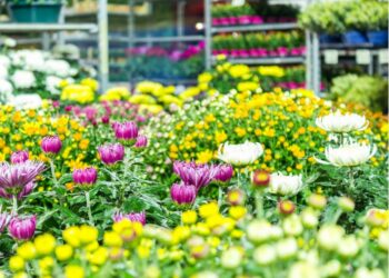 Carpentras, Merveilleux Marché aux fleurs