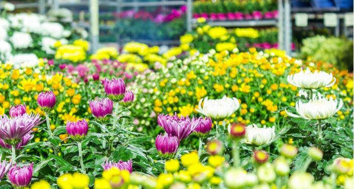 Carpentras, Merveilleux Marché aux fleurs