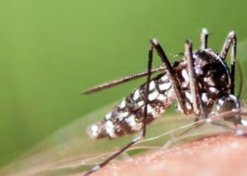 (Carte) : le plan ‘Vigilance moustique tigre’ bientôt lancé en Vaucluse et en Provence