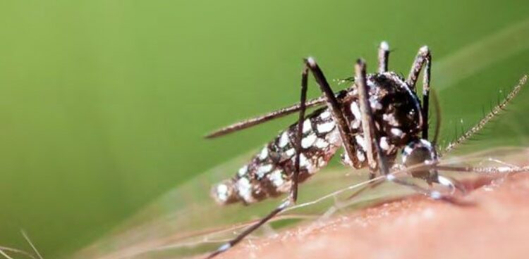 (Carte) : le plan ‘Vigilance moustique tigre’ bientôt lancé en Vaucluse et en Provence