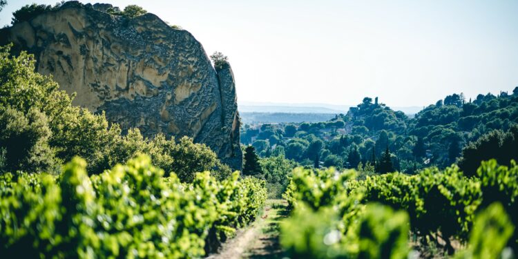 Malgré la crise sanitaire et l’inflation, le prix de l’hectare de vigne de la Vallée du Rhône se maintient voire progresse