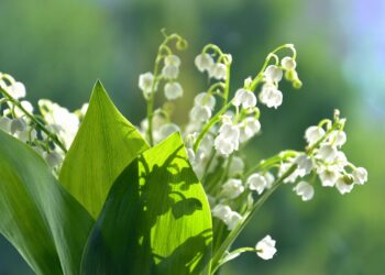 Vente de muguet : ce qui est interdit