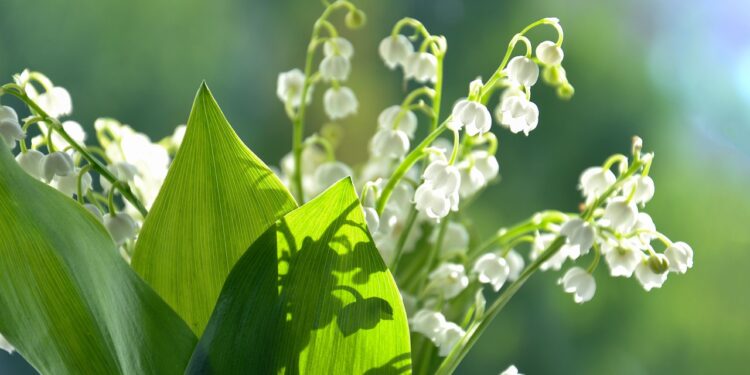 Vente de muguet : ce qui est interdit