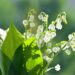 Vente de muguet : ce qui est interdit